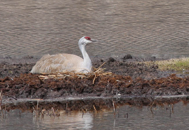 Sandhill Crane nesting in Floating Island Lake [40D_1645.jpg]