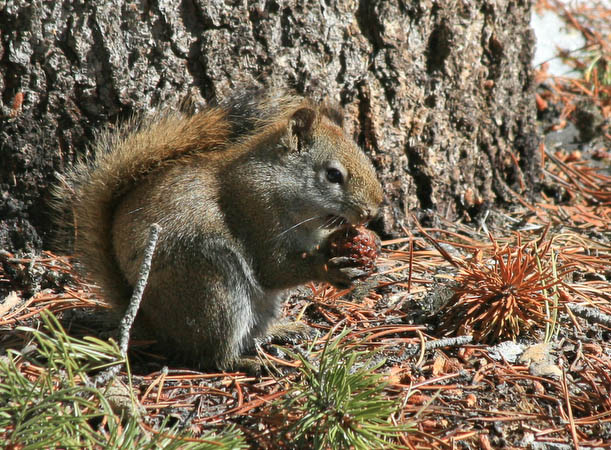 Squirrel eating a pine cone in the FIshing Bridge area [xti_8048.jpg]