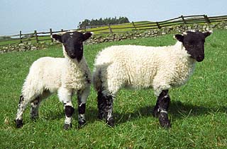 Two Baby Lambs