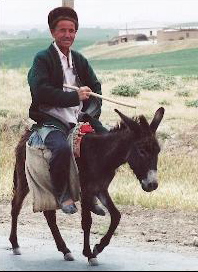 Man on donkey