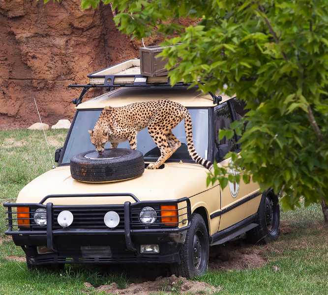 columbus zoo cheetah run columbus zoo cheetah run